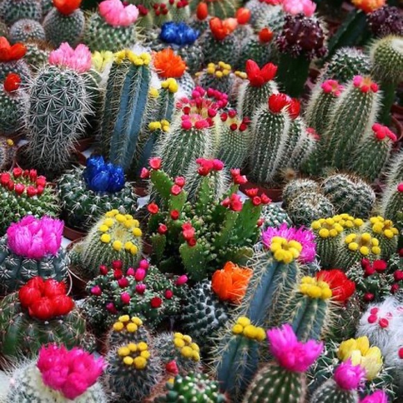 FEEDBACK 💕🌺 - Picture 7 of 8